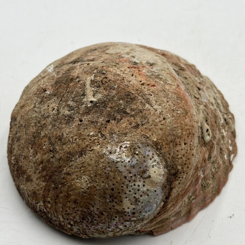 Extra Large Abalone Shell Unpolished Display Piece